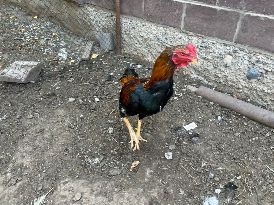 Бойцовый петух кораз