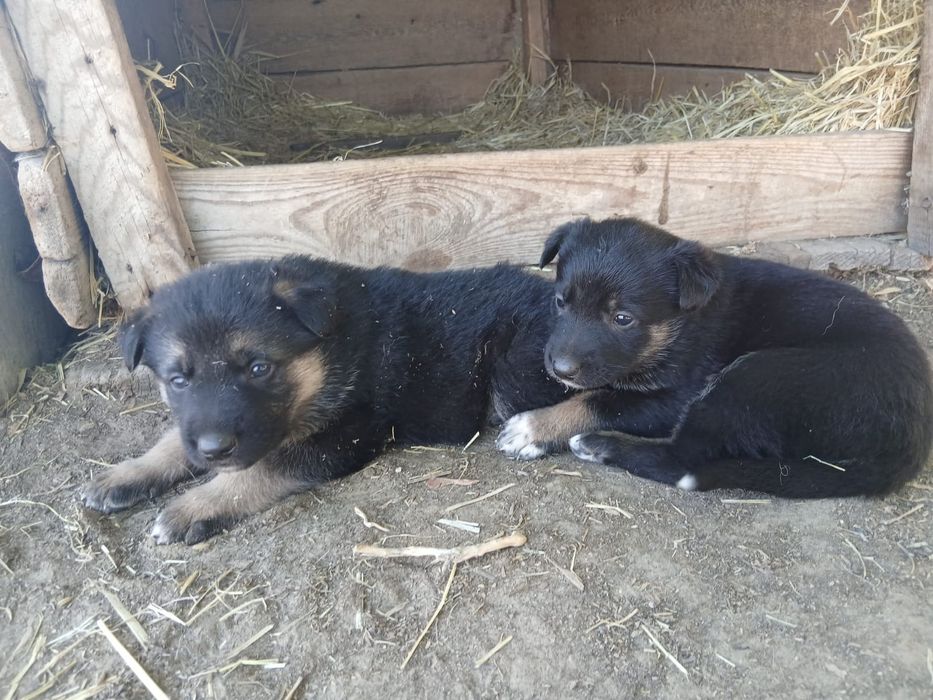 Продам щенят немецкой овчарки