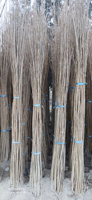 Терак кучатлари оптом сотилади 1-2-3 йиллик