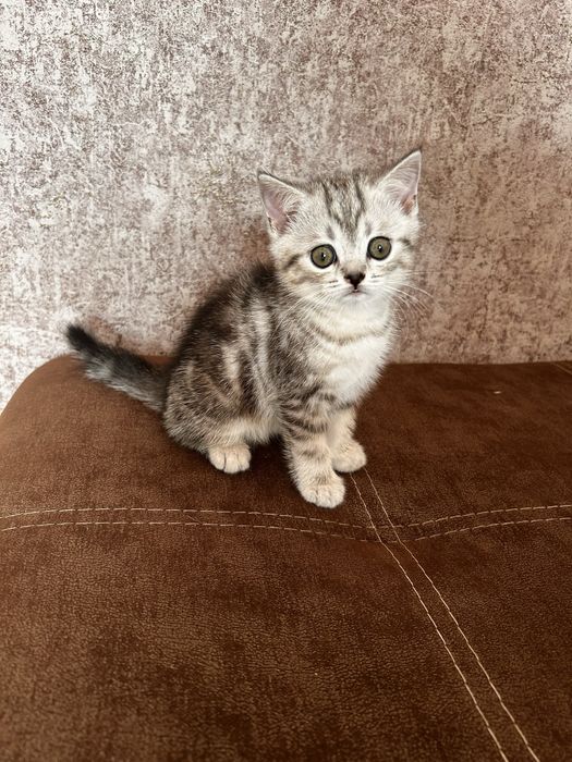 Продается шотландский котенок