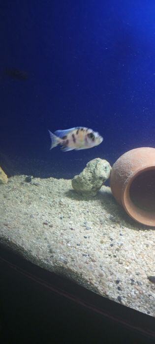 Цыхлидла сотилади срочно