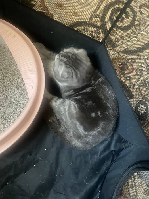 Шиншилла кот черно- белое