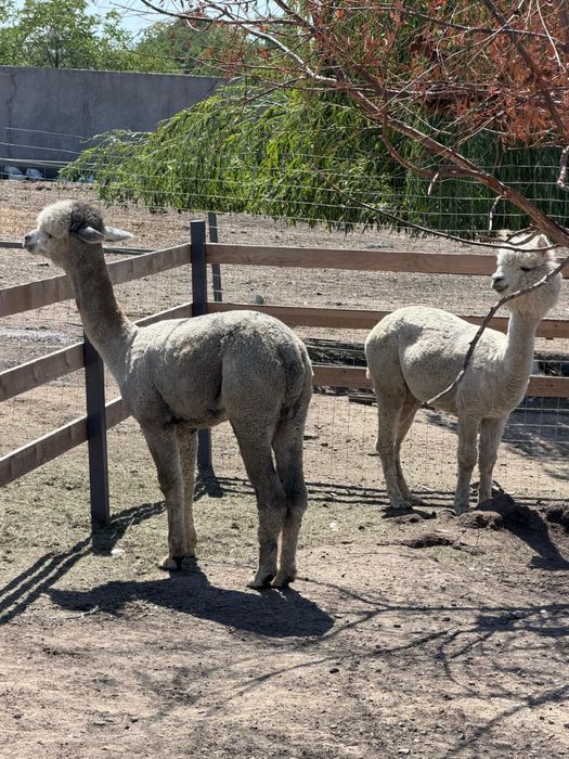 Familie Alpaca, o Femela si 2 masculi