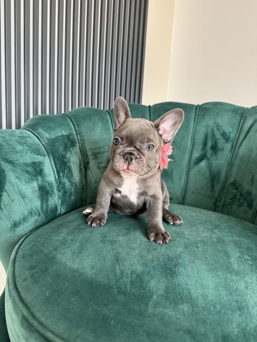 Bulldog francez Frenchie House
