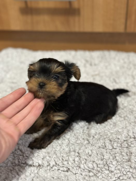 Две женски мини йоркита