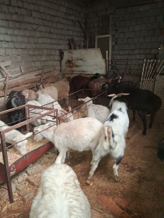 Текелер сатылады