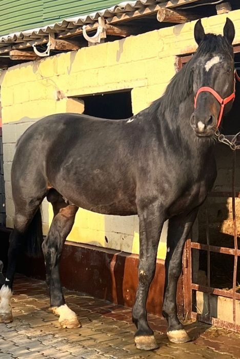 Жеребец на племя, подарок, кокпар