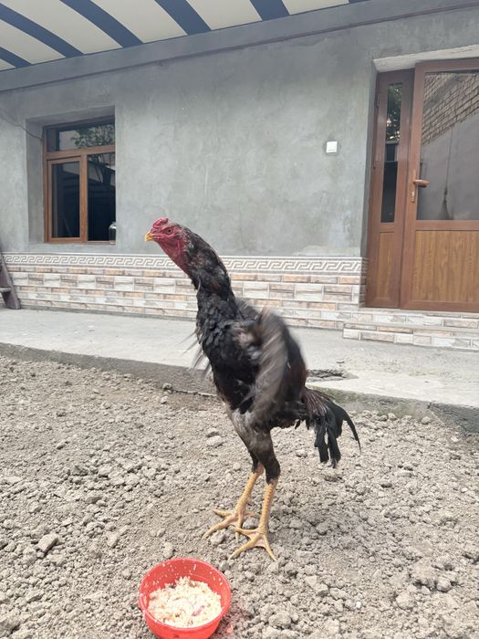 Dakan jo’ja sotiladi