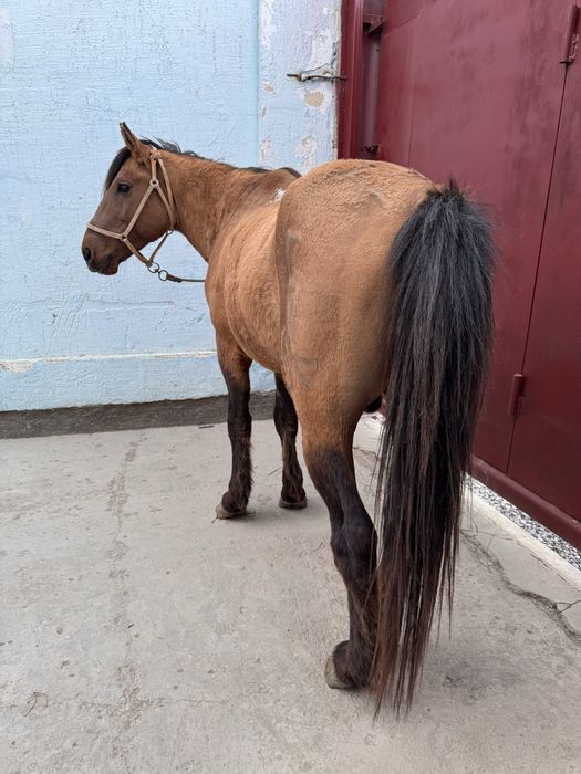 Айғыр мінгі сатылады