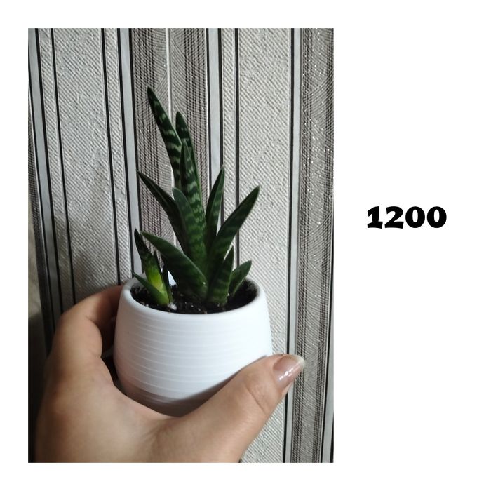 Цветы комнатные не дорого