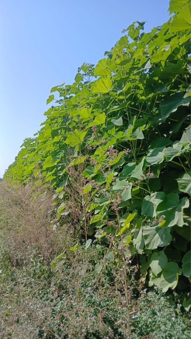 Павловния гибрид