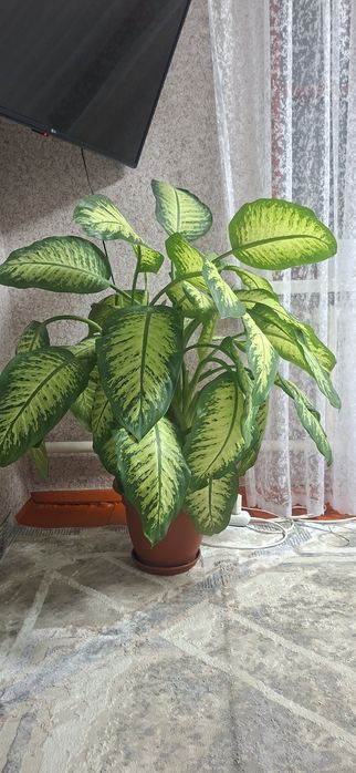 Комнатные растения