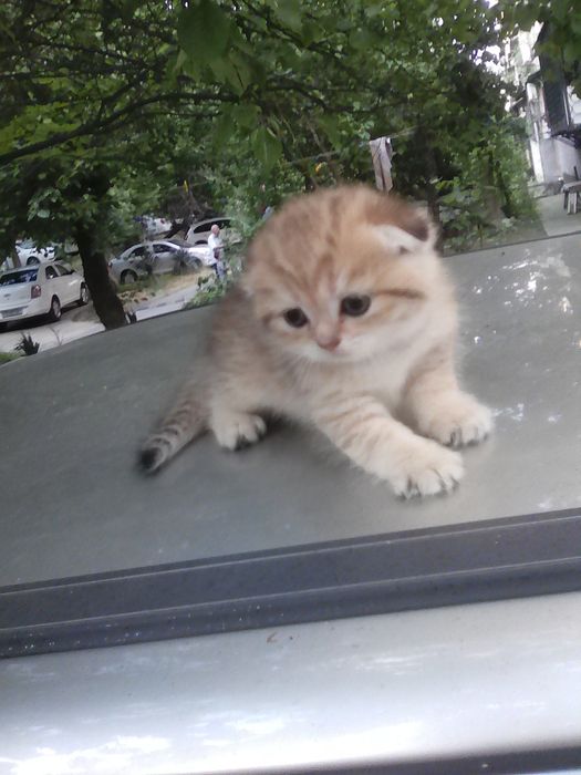 Продается котёнок