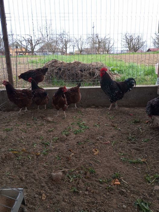 Găini, cocosi Sussex Portelan 2 familii