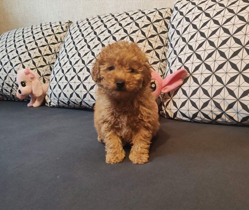 Малтипу  -  женско