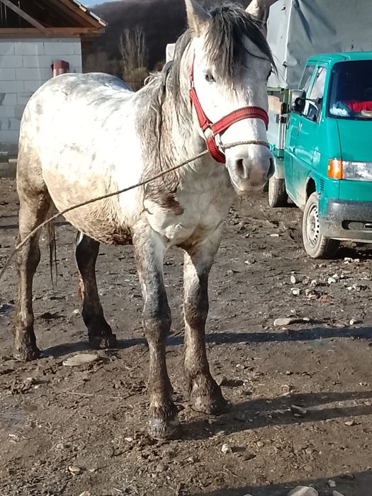 Cal de vânzare de 5ani