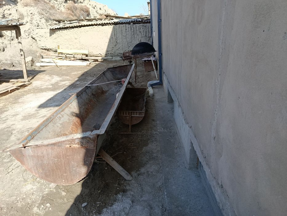 Кора моллар учун охур сотилади