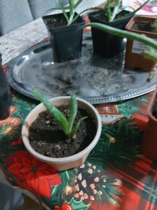 Продам растение АЛОЭ