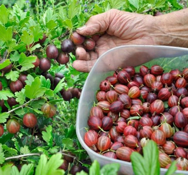Arbuști Fructiferi (Agris Roșu)