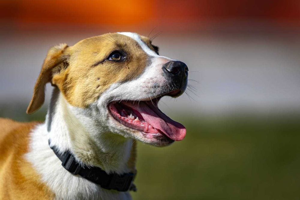 Собака (3 года) в добрые руки