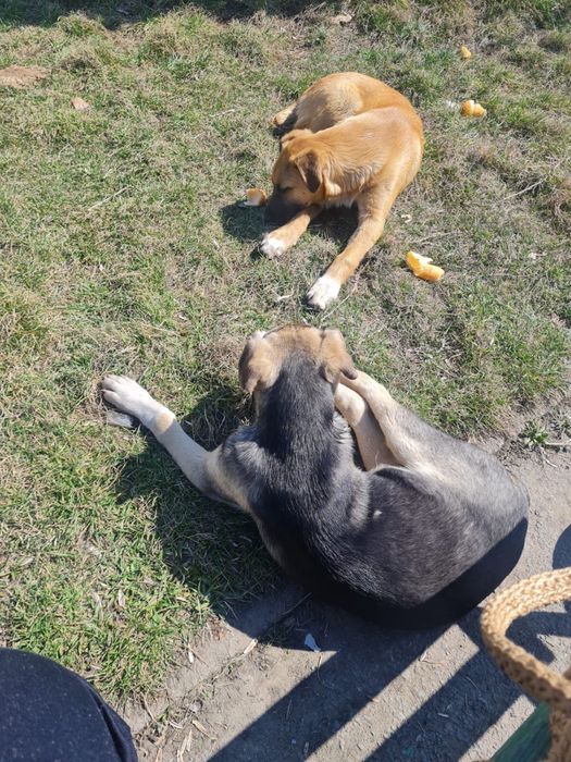 Щенки мальчик и девочка бесплатно