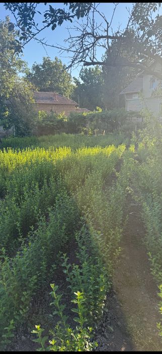 Лигуструм - височина средно 0,60 см