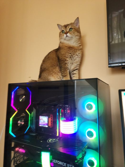 Вязка Vyazka Britanskiy shinshilla Toza qon