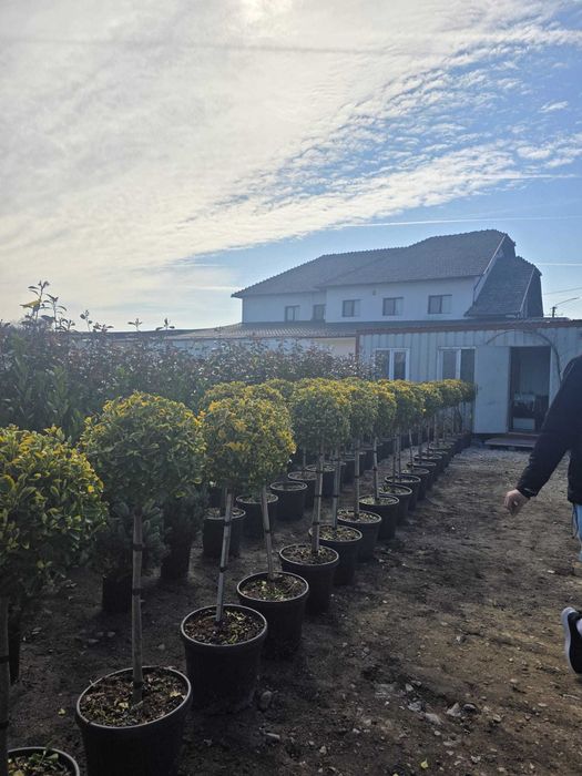 Echipă Profesională pentru Amenajări Grădini – Livrare și Montaj