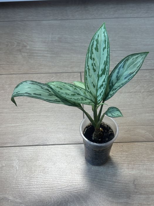 комнатные растения разные