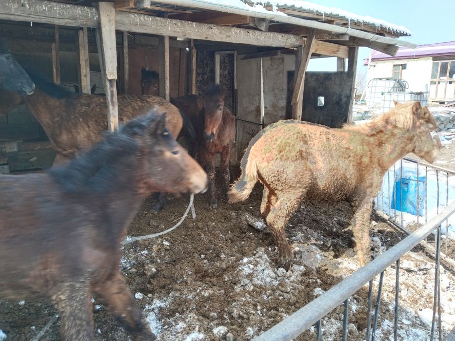 Бордакы тайлар сатылады