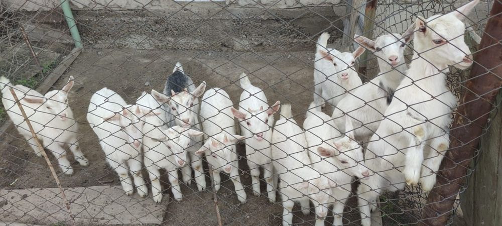 Продаются  козы и козлята пятимесячные.