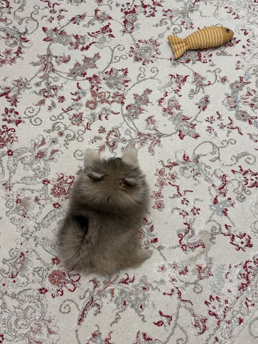 Щпиц мальчик 2 месяца