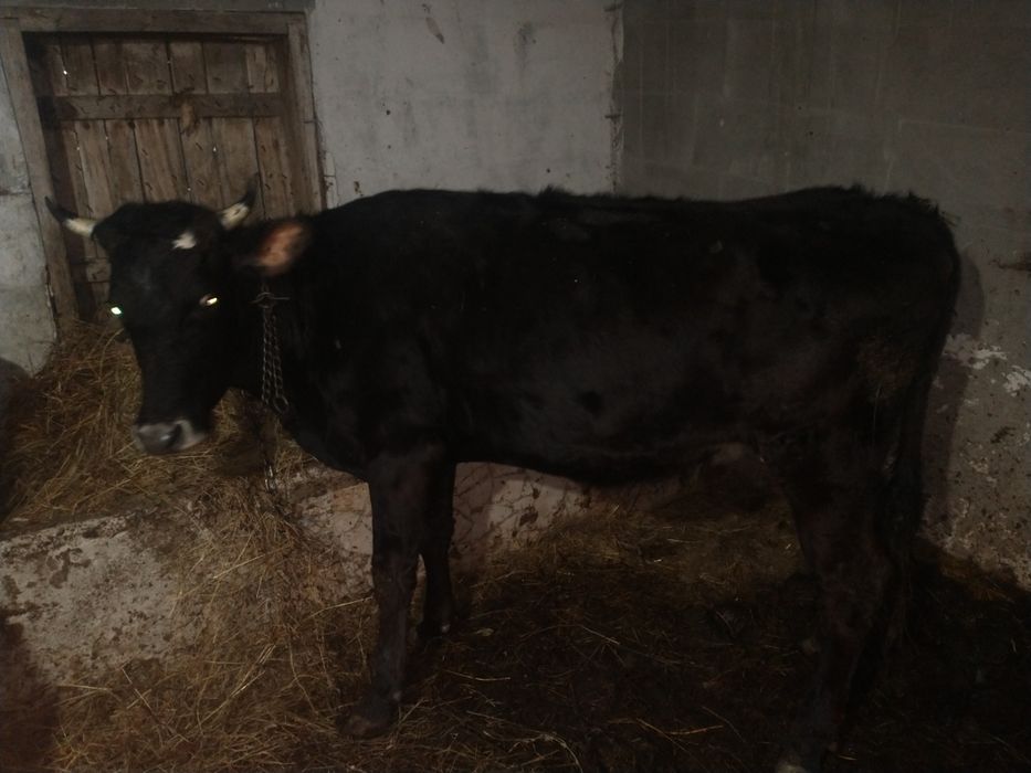 Junca bruna de Maramureș