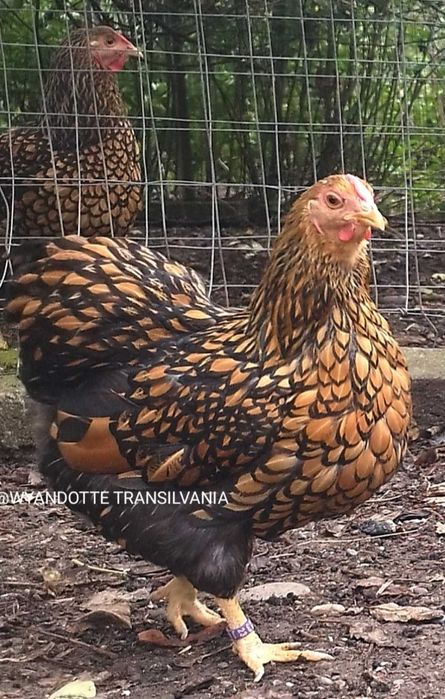 Wyandotte GSG Pitic familie 5+1