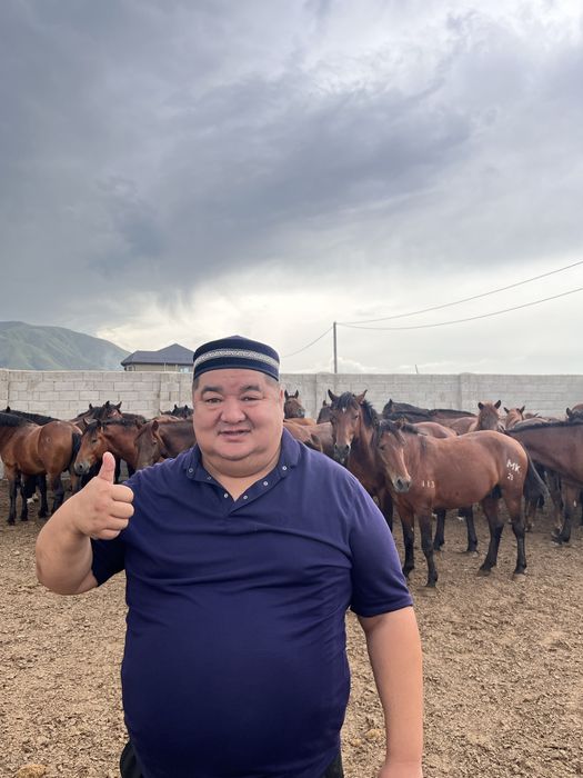 Соғым жылқы еті, конина