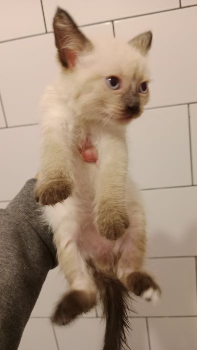 Котята в хорошие руки