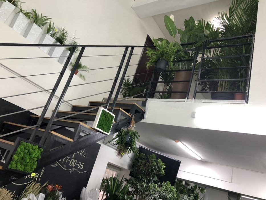 комнатные цветы для вас