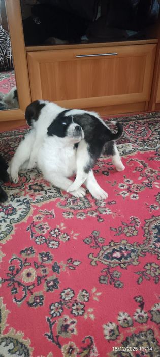 Продам щенков 2 месяца