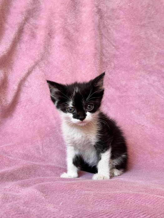 Котята приученные симпотяги