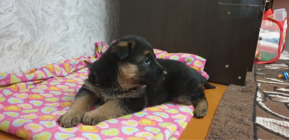 Щенки немецкой овчарки