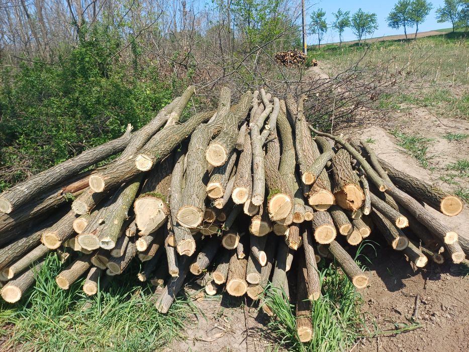 Vand Stâlpi salcâm.