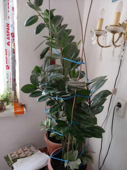 Продам комнатные цветы.