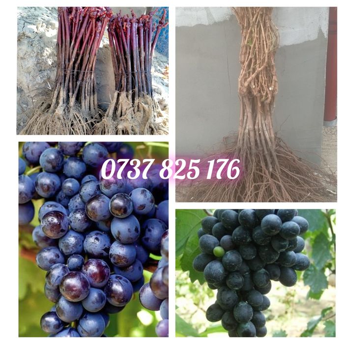 Butasi vita de vie altoita si hibrid