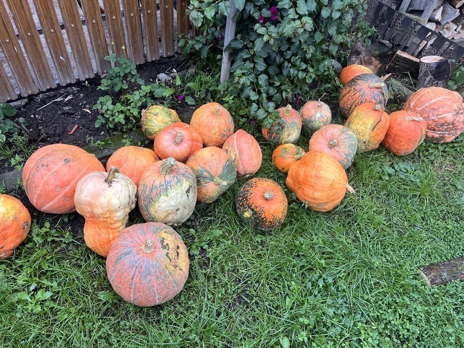 Dovleac , bostan , lubeniță , Halloween