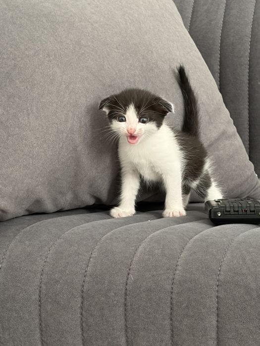 котята в хорошие руки