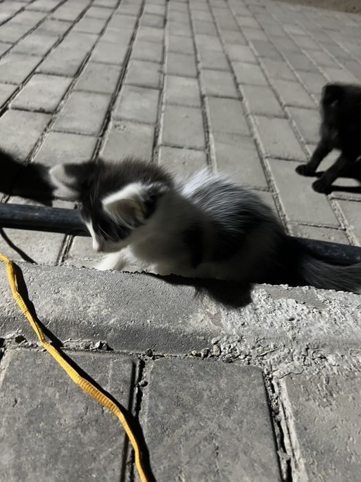 Котята около 5-6 месяца