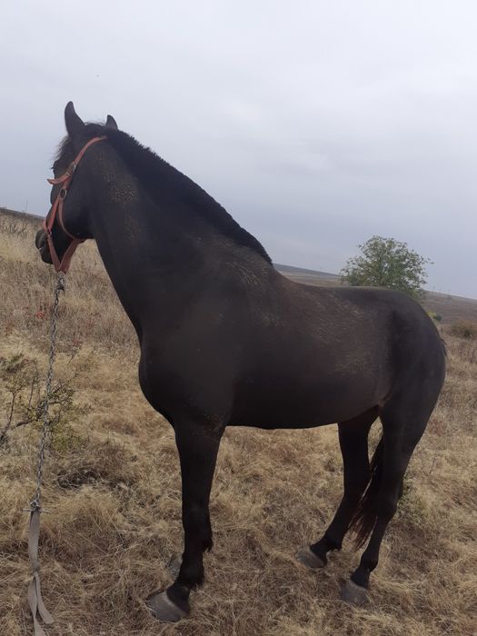 Iapa de vanzare dolj