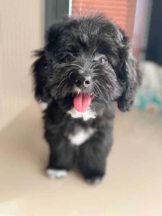 Maltipular 3 oy oldin tug’ulgan sog’lom