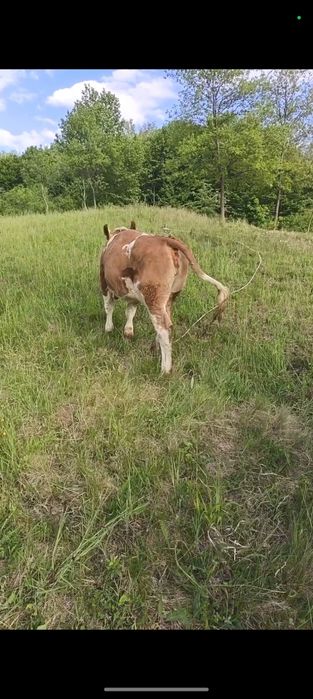 Vând vițea din mamă bună de lapte