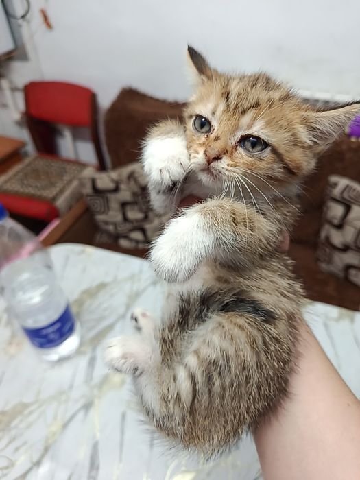 Отдам котят в добрые руки